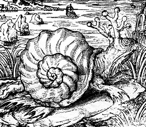 snail mythology.